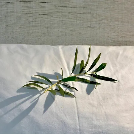 Ago Exclusive Corfu (city)